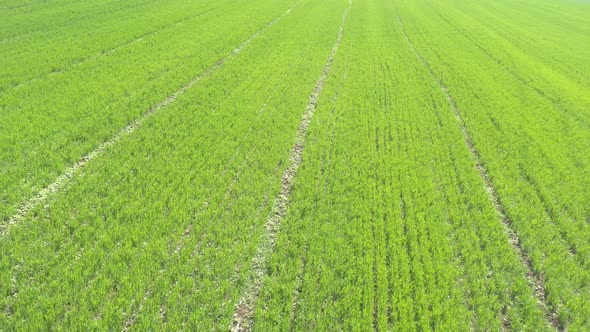 Flight over the green crop of cereals 4K aerial video