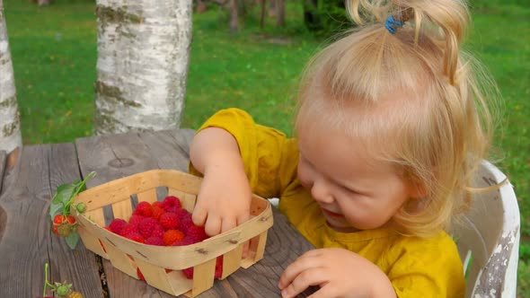 Cute Little Girl Eats Raspberries From Basket