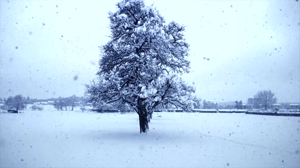 Snow Capped Forest Trees in Cold Winter Season