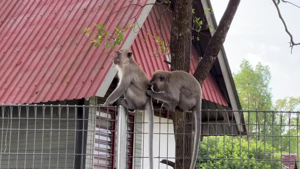 A pair of long tailed macaques found on the wire fence outside the residential area, picking lice of