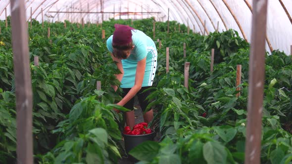 Woman Picking Red Peppers at Greenhouse