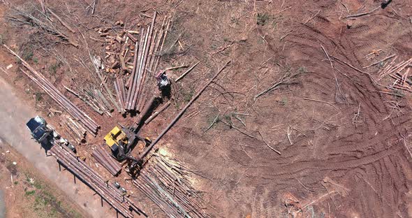 Preparation Land for New Subdivision with Deforestation Forest in Hydraulic Manipulator Working the