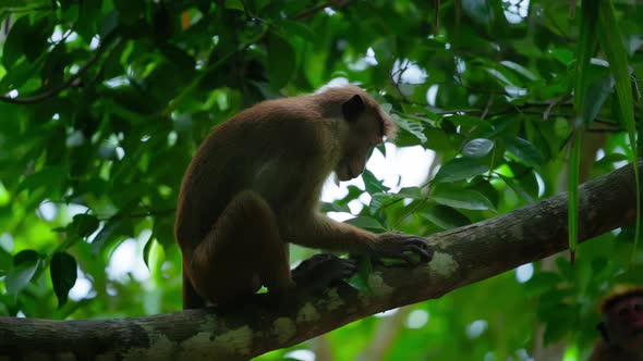 Ceylon Macaque Latin Name Macaca Sinica a Species of Primate in the Marmoset Family