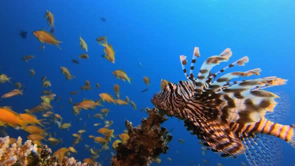 Red Sea Lionfish