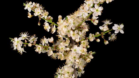 White Flowers Blossoms on the Branches Cherry Tree