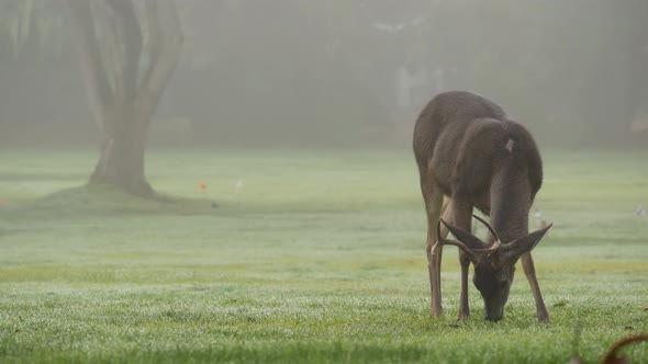 Wild Male Deer with Antlers Horns Grazing Green Lawn Grass