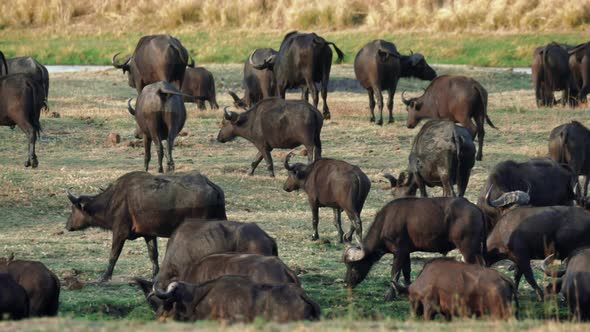 A herd of African Buffalos on the grass plains of Namibia, Africa - slowmo pan