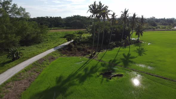 Aerial view shadow sun shade coconut tree