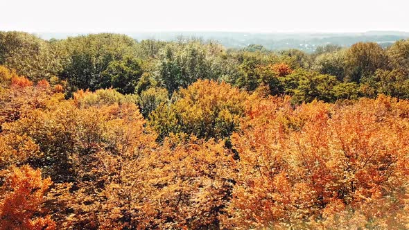 Forest view from above. Autumn forest aerial drone view