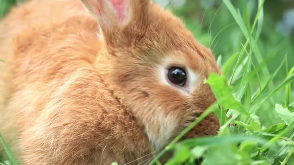 Portrait of a Funny Red Rabbit on a Green Young Juicy Grass in the Spring Season in the Garden with