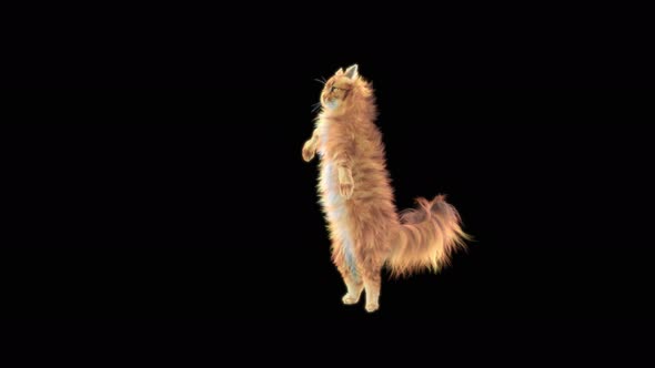 Cat Dancing 4K