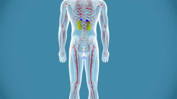 The human anatomy and vascular system