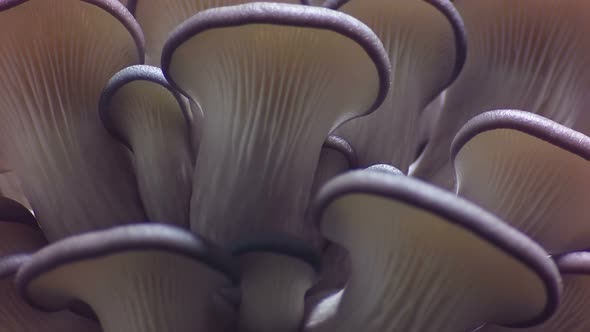 Footage of Mushroom Growing Fast Motion, Close-up.