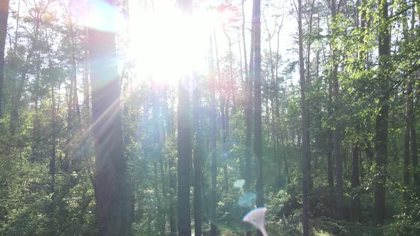 Beautiful Green Forest on a Summer Day Slow Motion