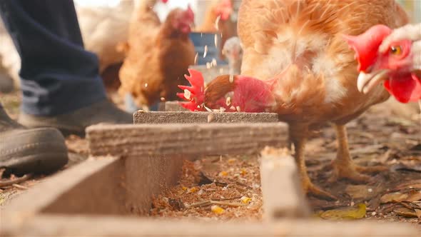 A Man Feeds Chickens in the Open Air