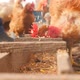 A Man Feeds Chickens in the Open Air - VideoHive Item for Sale