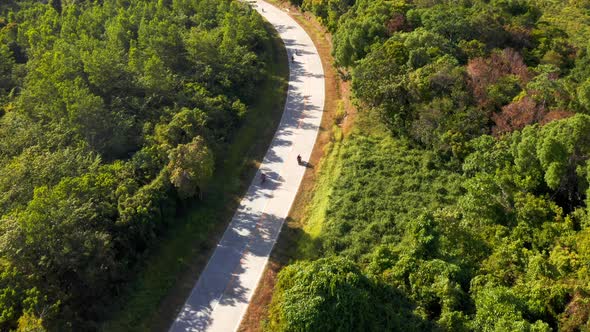 Tropical Road Through the Palm Forest with Green Jungle Hills on the Background Arial Drone View