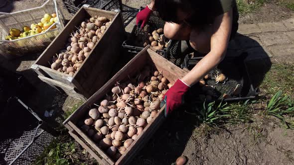 Woman Farmer Puts with Her Own Hands Puts Agro Potatoes in a Box Prepare Potato for Planting