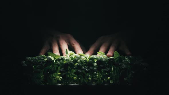 Hands of Biologist Touch the Basil Plants in the Controlled Atmosphere Lab