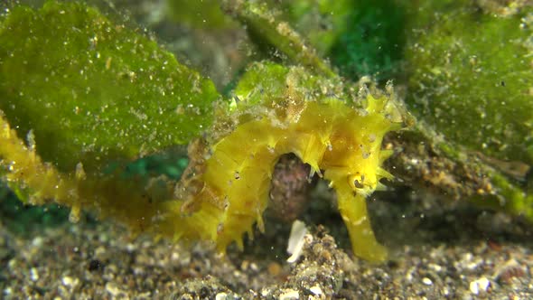 close up shot of thorny seahorse clinging to sea grass