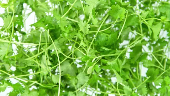 Super Slow Motion Shot of Flying Fresh Coriander Towards Camera at 1000 Fps