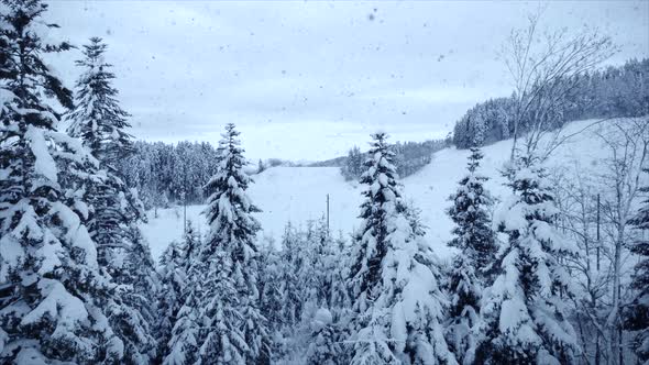 Snow Capped Forest Trees in Cold Winter Season alt