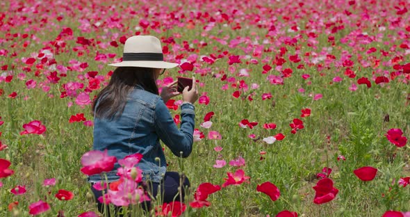 Woman take photo on the poppy flower garden