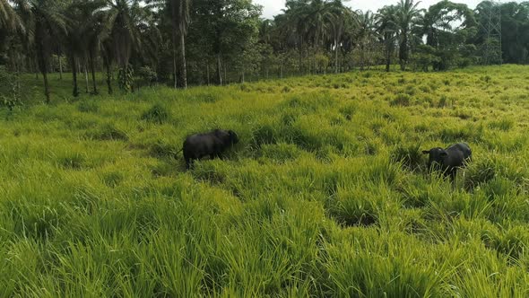 Bulls an green fields in the Ecuadorian coast province of Santo Domingo.