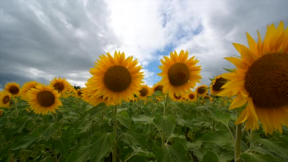 Summer landscape, beauty sunset over sunflowers field