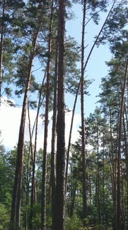 Vertical Video of a Natural Landscape During the Day in the Forest in Summer