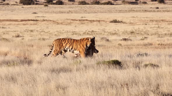 Magnificent Bengal Tiger on savanna picks up warthog and drags it