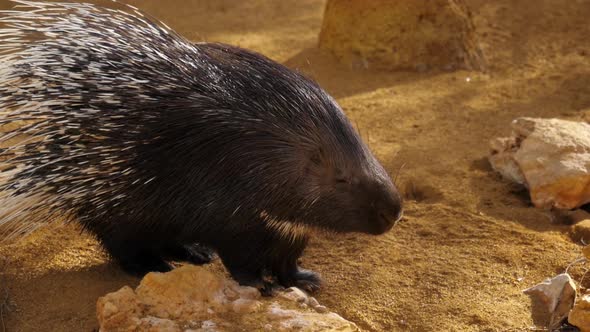 Slow Motion Hedgehog