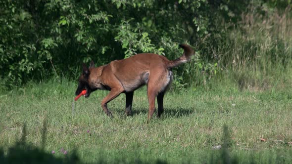 Dog Is Catching a Toy and Bringing It Back.