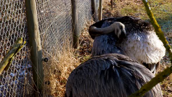 Rhea cleans his plumage.