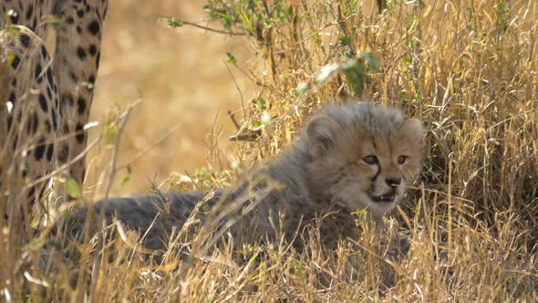 The cheetah cub