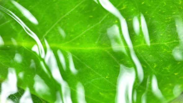 Super Slow Motion Shot of Water Rippling at Fresh Green Leaf Surface at 1000Fps