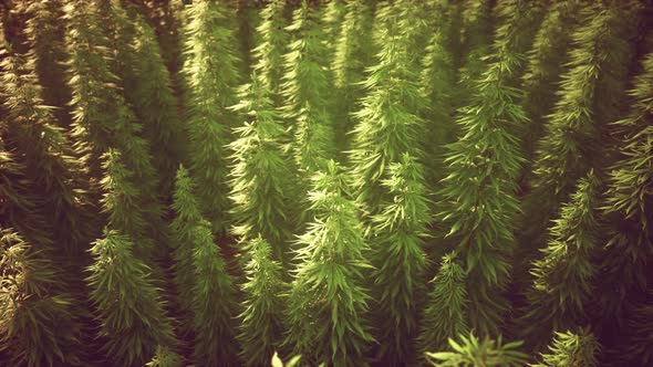 Field of Green Medial Cannabis