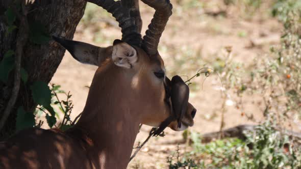 Yellow-billed oxpecker eats ticks and other insects from the head of an impala