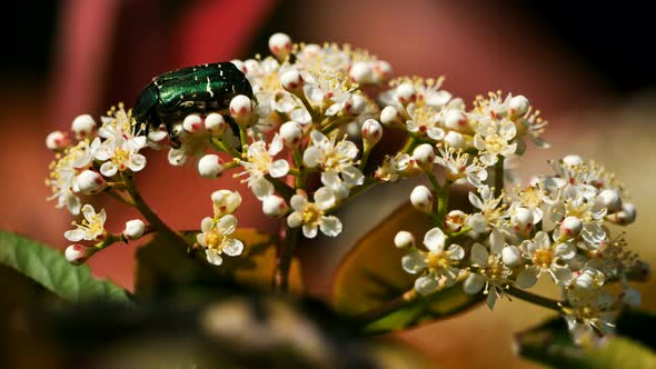 A Pieris' flower