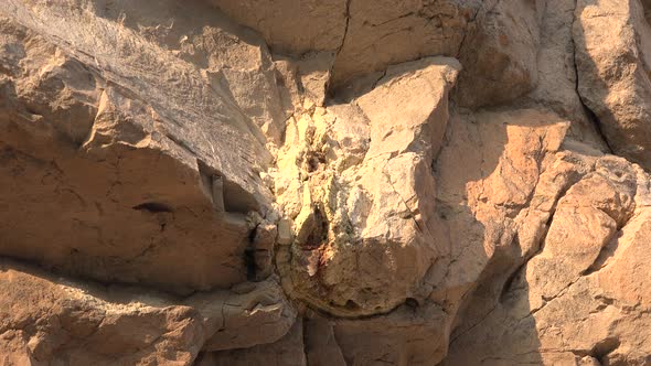 Growth Ring on Silicified Fossil