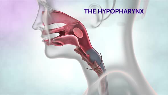 Respiratory system - Hypopharynx