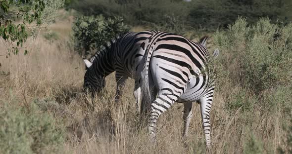 Zebra in bush, Namibia Africa wildlife