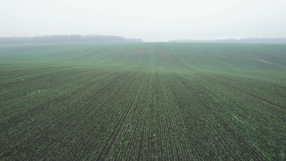 Aerial View of Bright Green Agricultural Farm Field with Growing Rapeseed Plants