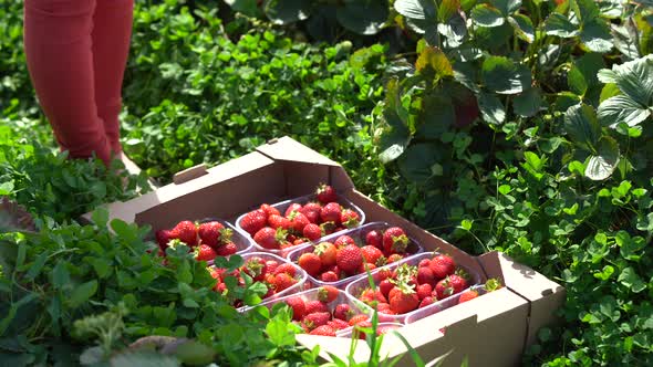 Closeup Girl Neatly Puts Ripe Strawberries in Boxes on a Strawberry Field