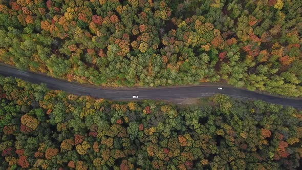 White Cars Driving Through Autumn Colors Forest