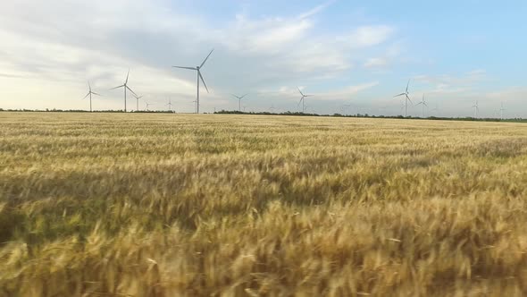 Landscape with Windmills and Wheat During Clear Sunny Weather, Aerial Survey, Close Up