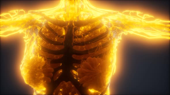 Colorful Human Body Animation Showing Bones and Organs alt