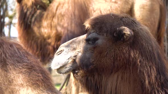 The Bactrian camel (Camelus bactrianus) slow motion