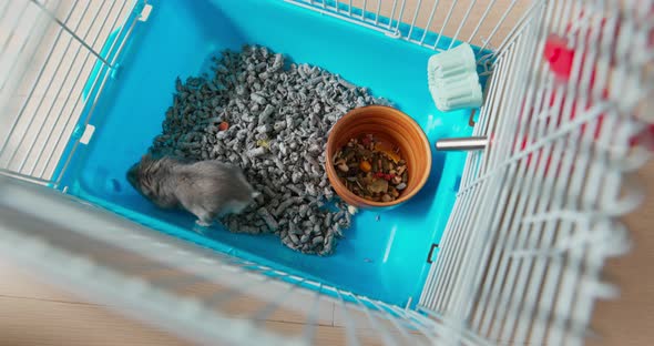 Top view of hamster inside the cage