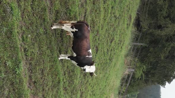 Ukraine Carpathians Cow in the Mountains